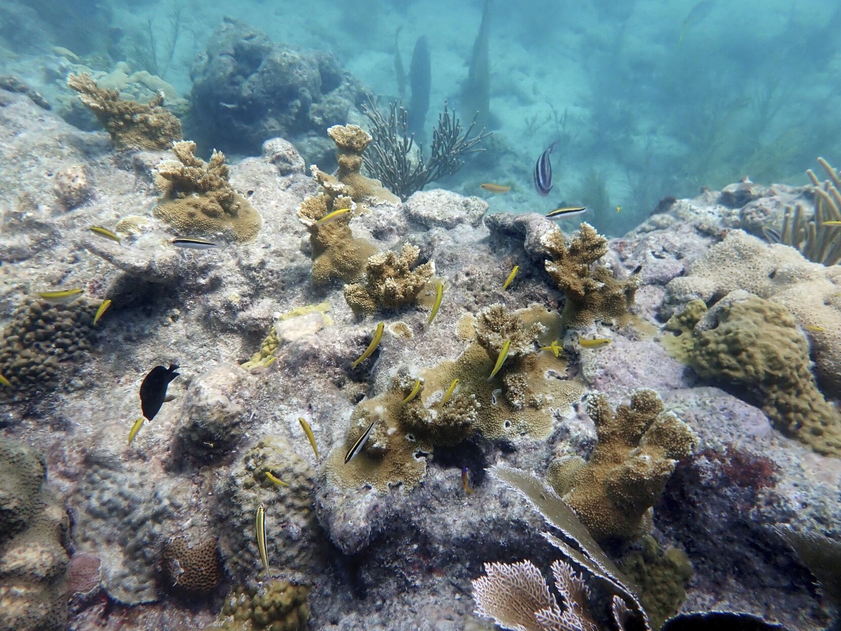 Coral Bleaching Florida